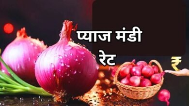 20 June 2025 Pyaj Mandi Bhav