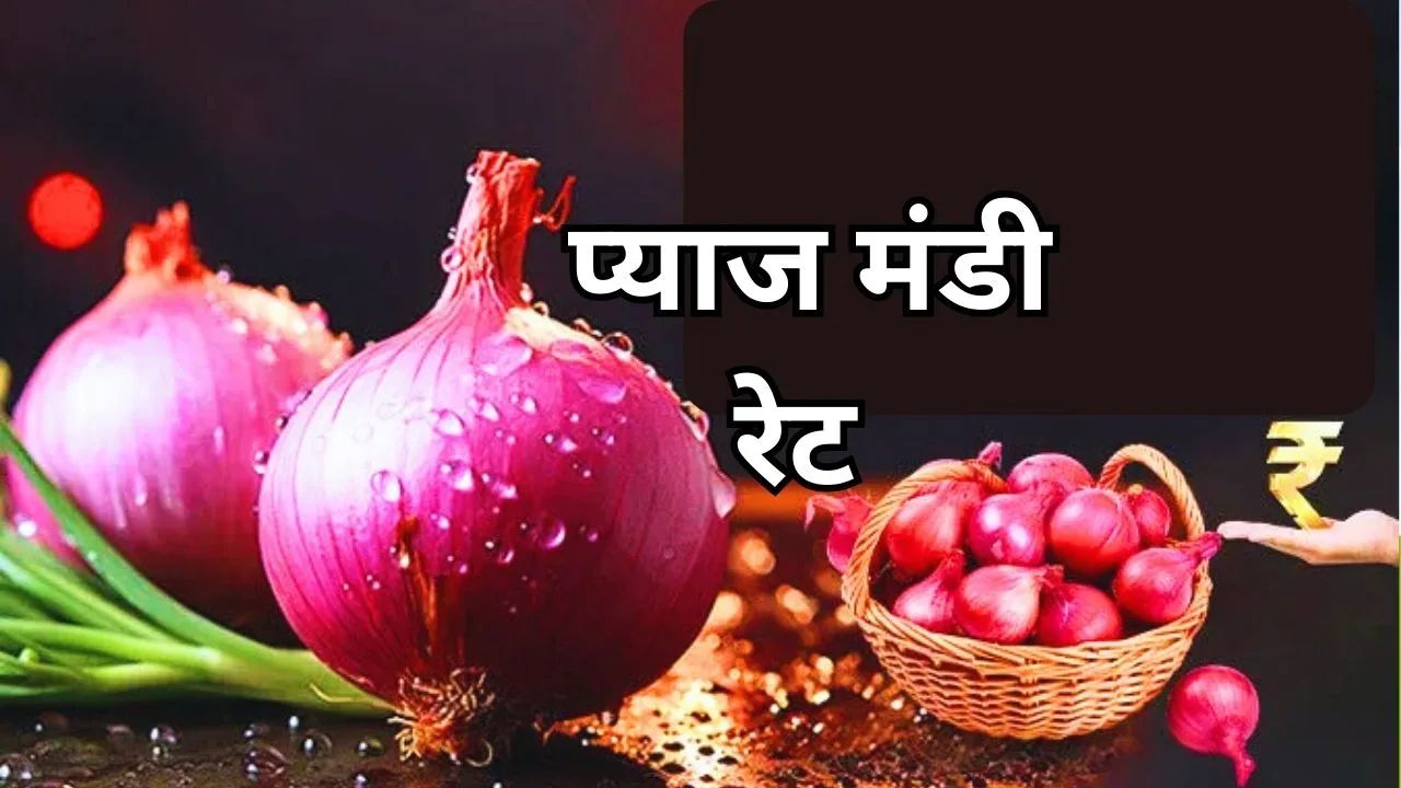 20 June 2025 Pyaj Mandi Bhav: इस साल फिर से आसमान छूने को तैयार हैं प्याज़ के दाम, जानें आज के ताज़ा मंडी भाव 20 June 2025 Pyaj Mandi Bhav