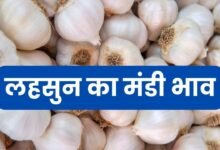 21 June 2025 Lahsun Mandi Bhav