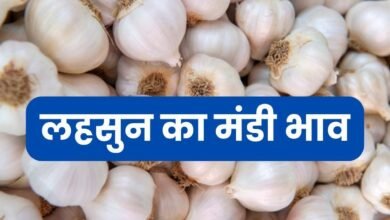 21 June 2025 Lahsun Mandi Bhav