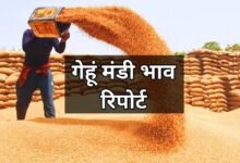 22 June 2025 Gehun Mandi Bhav