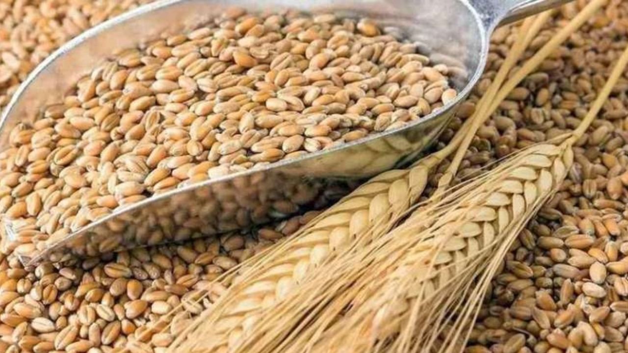Gehun Mandi Bhav