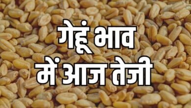Gehun Mandi Bhav