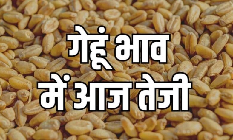 Gehun Mandi Bhav