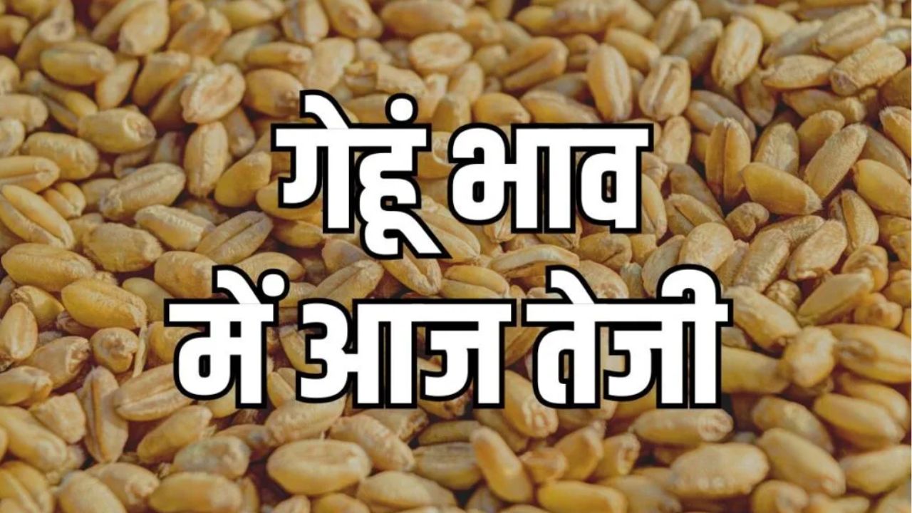 Gehun Mandi Bhav: गेहूं की कीमतों में उतार-चढ़ाव जारी, जानें 19 जून 2025 के ताज़ा मंडी भाव Gehun Mandi Bhav