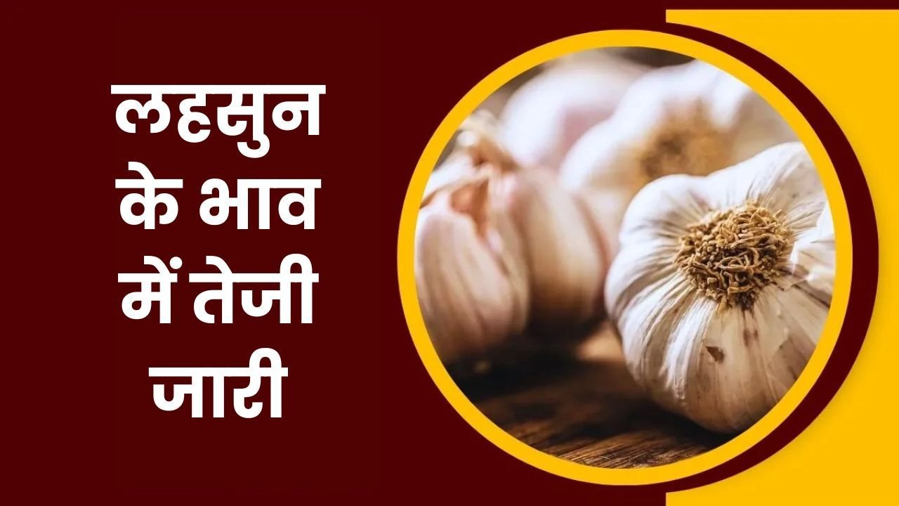 Lahsun Mandi Bhav