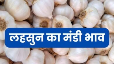 Lahsun Mandi Bhav
