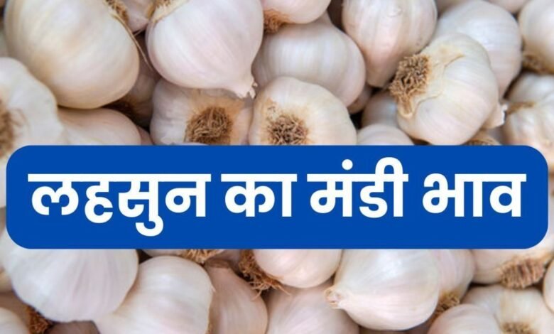 Lahsun Mandi Bhav