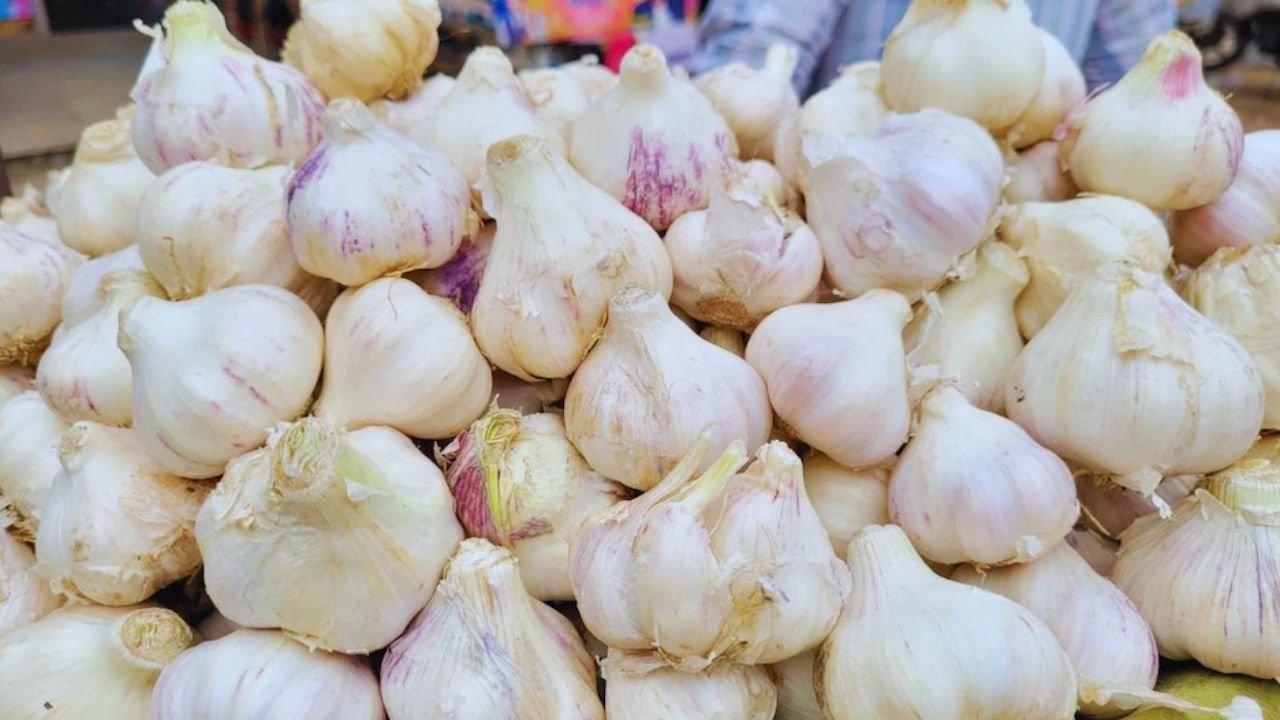 Lahsun Mandi Bhav