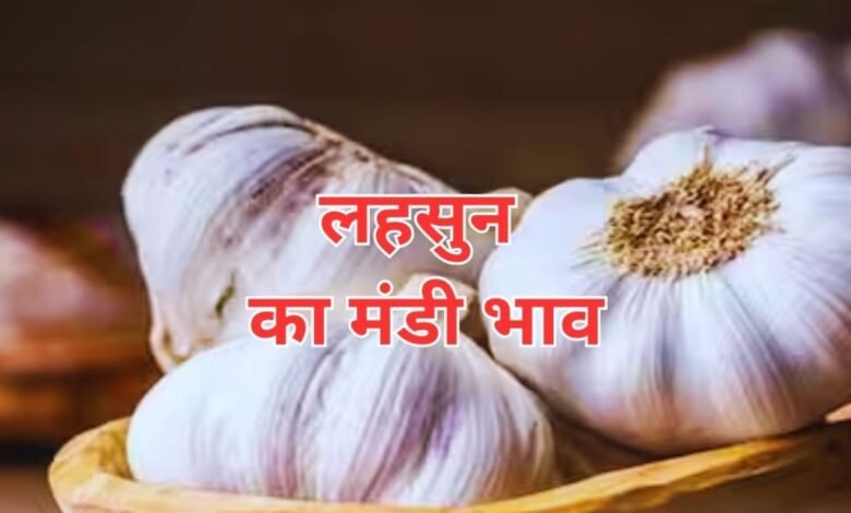 Lahsun Mandi Bhav