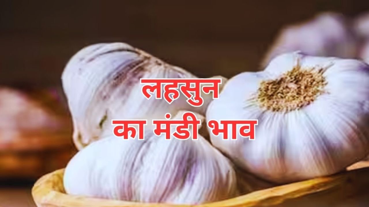 Lahsun Mandi Bhav