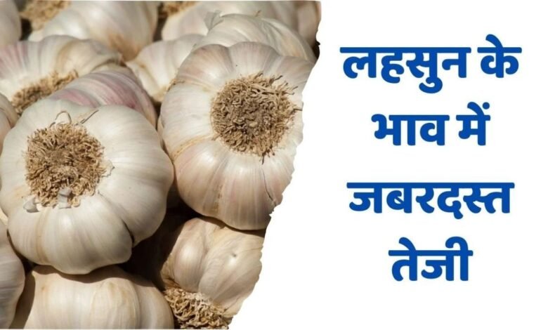 Lahsun Mandi Bhav