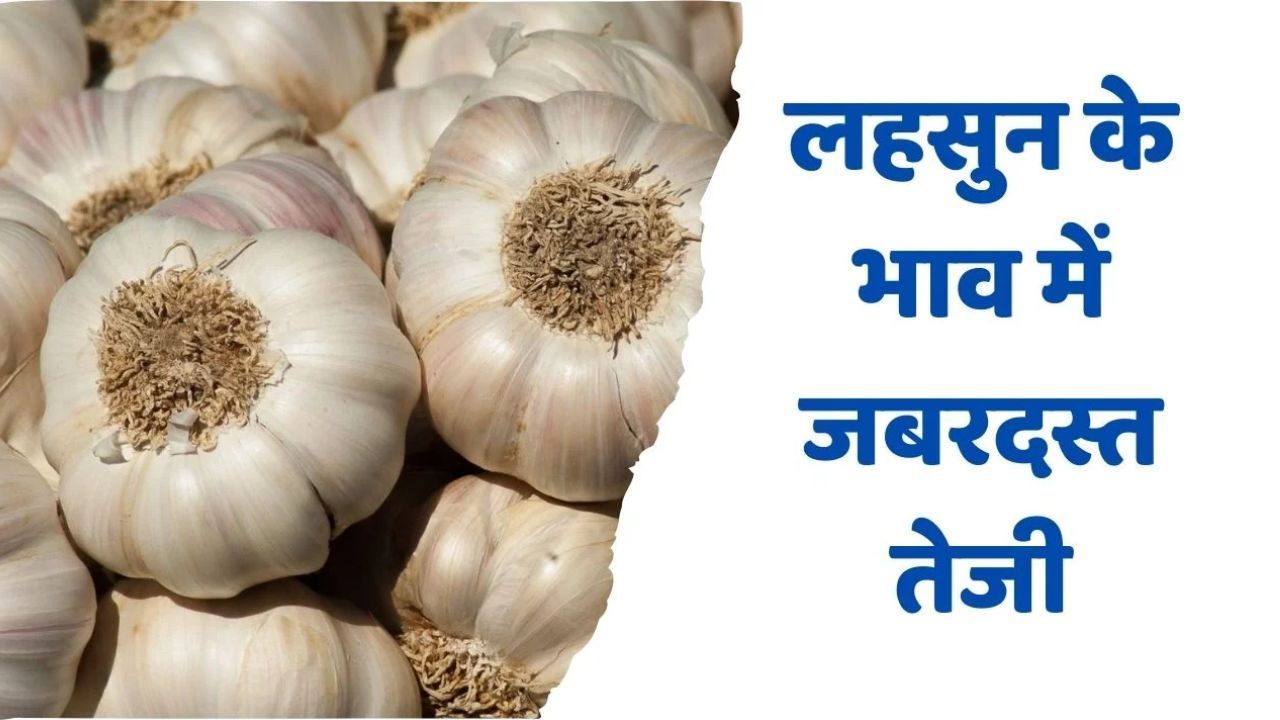 Lahsun Mandi Bhav: आवक कम होने से लहसुन के भाव में तेजी का रुख बरकरार, जानें 19 जून 2025 के ताजा मंडी भाव Lahsun Mandi Bhav