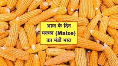 Makka Mandi Bhav