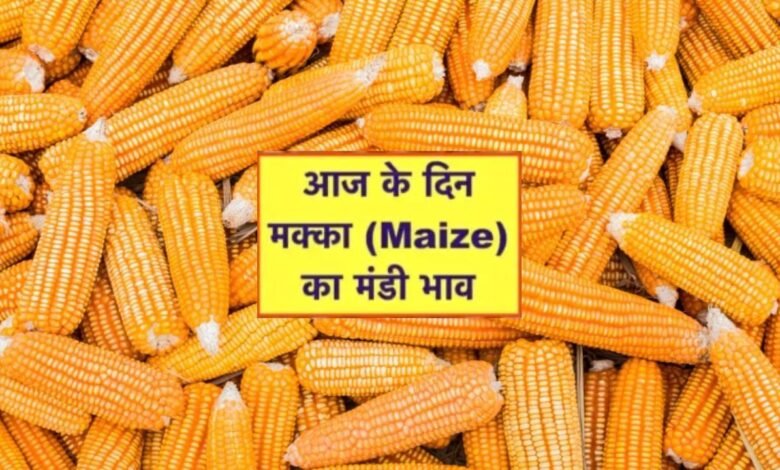 Makka Mandi Bhav