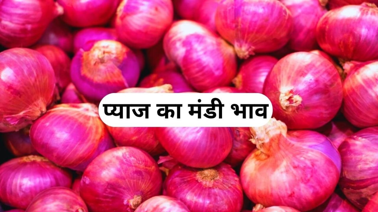 Pyaj Mandi Bhav