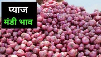 Pyaj Mandi Bhav
