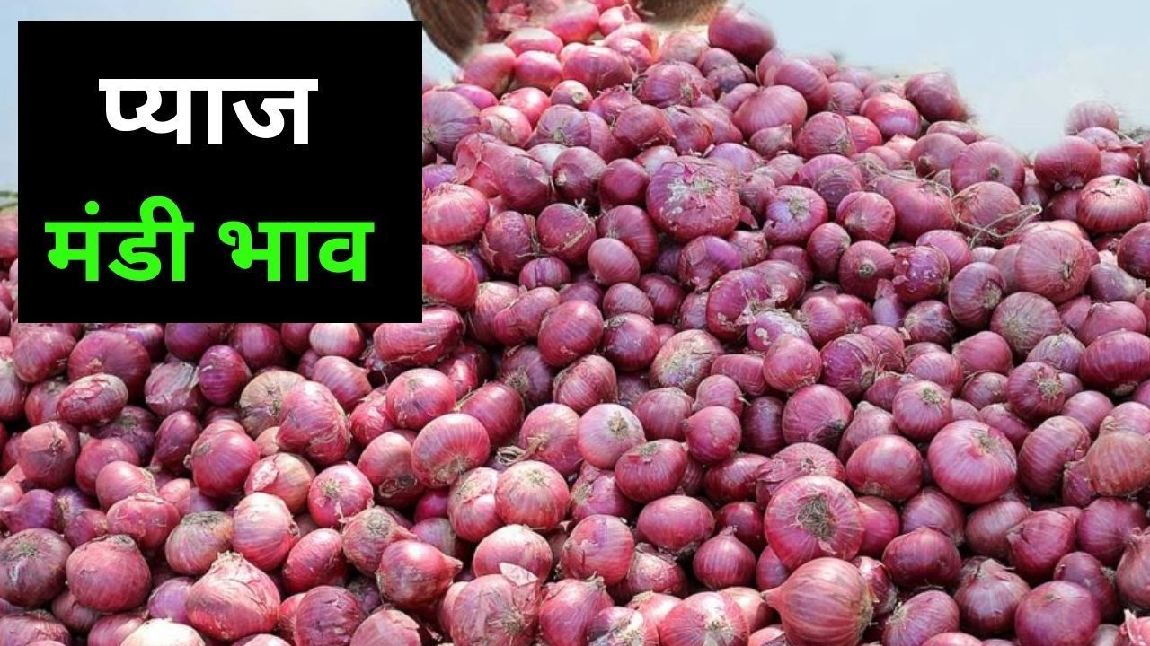Pyaj Mandi Bhav: अधिक मांग होने से प्याज की कीमतों में उछाल जारी, जानें आज के ताजा मंडी भाव Pyaj Mandi Bhav