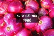 Pyaj Mandi Bhav