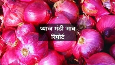 Pyaj Mandi Bhav