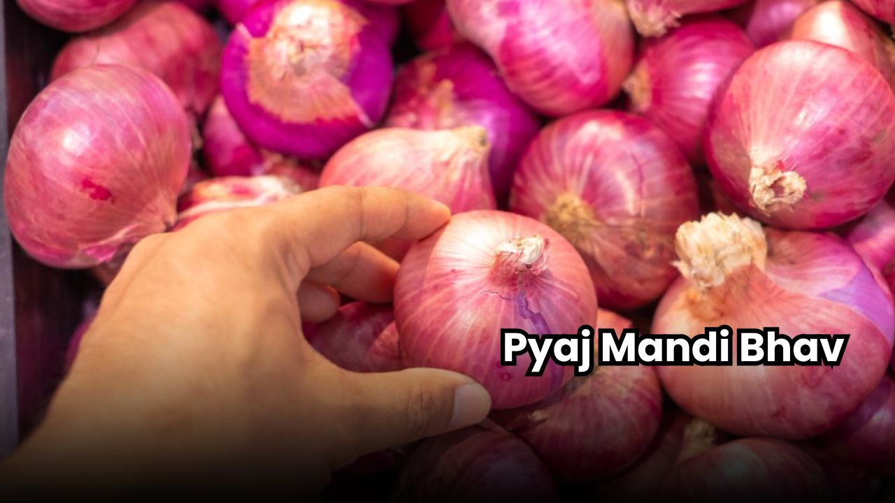 Pyaj Mandi Bhav