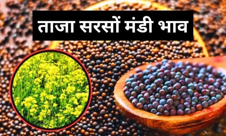 Sarson Mandi Bhav