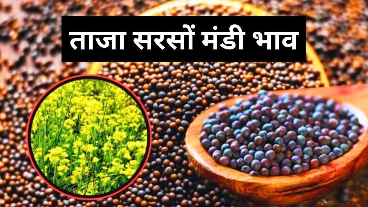 Sarson Mandi Bhav