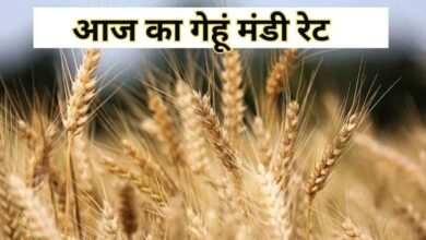 Wheat Price Today