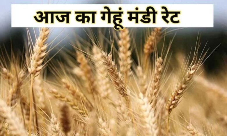 Wheat Price Today
