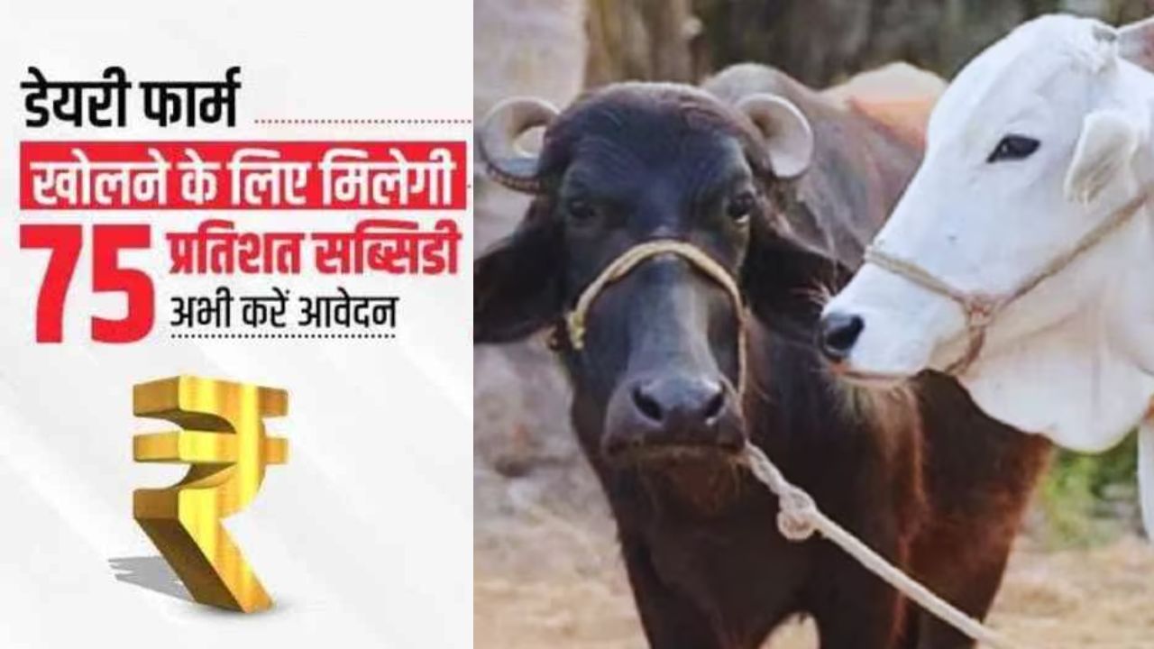 Bihar Government Subsidy: गाय-भैंस पालन के लिए बिहार सरकार दे रही भारी अनुदान, 25 जुलाई तक करें आवेदन Bihar Government Subsidy
