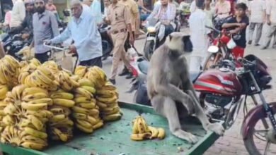बहराइच: घंटाघर बाजार में बंदर की शॉपिंग, वायरल वीडियो ने मचाया धमाल