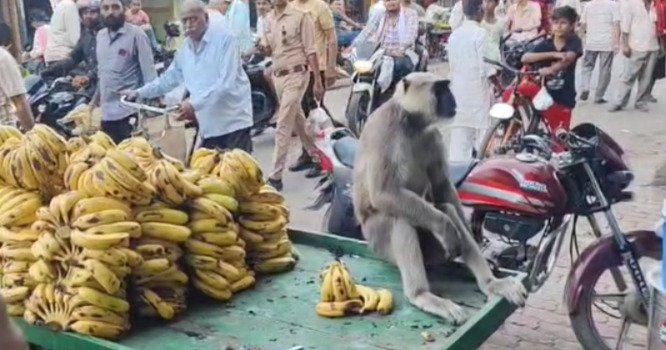 बहराइच: घंटाघर बाजार में बंदर की शॉपिंग, वायरल वीडियो ने मचाया धमाल