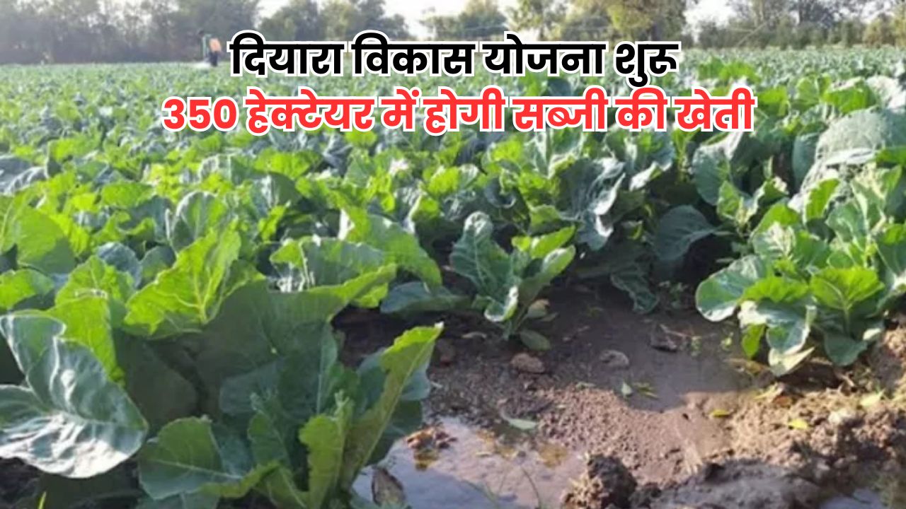 Bihar News: गोपालगंज दियारा में सब्जी की खेती, दियारा विकास योजना से किसानों की बदलेगी तकदीर Bihar News