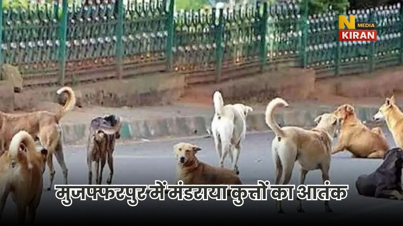 Bihar News: मुजफ्फरपुर में कुत्तों का आतंक, 7 महीने में 14 हजार से ज्यादा लोग काटे गए, 1 बच्ची की मौत, नसबंदी से रोकथाम की तैयारी Bihar News