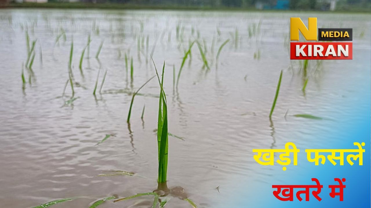 आईएमडी के भारी बारिश के अनुमान से खड़ी फसलें खतरे में आईएमडी के भारी बारिश के अनुमान से खड़ी फसलें खतरे में