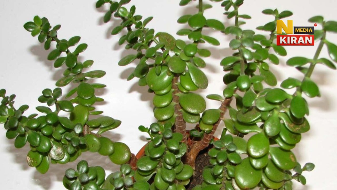 Easy Gardening Tips: मां लक्ष्मी का पसंदीदा जेड प्लांट घर लाकर मर जाता है? गार्डनिंग की 5 बड़ी गलतियां, जानें नई ग्रोथ के आसान टिप्स Easy Gardening Tips