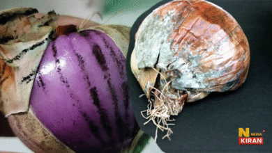 Black Fungus on Onion