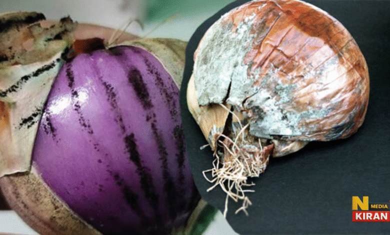 Black Fungus on Onion