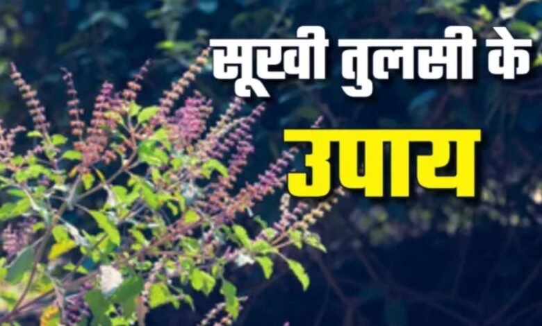 Tulsi Plant Care