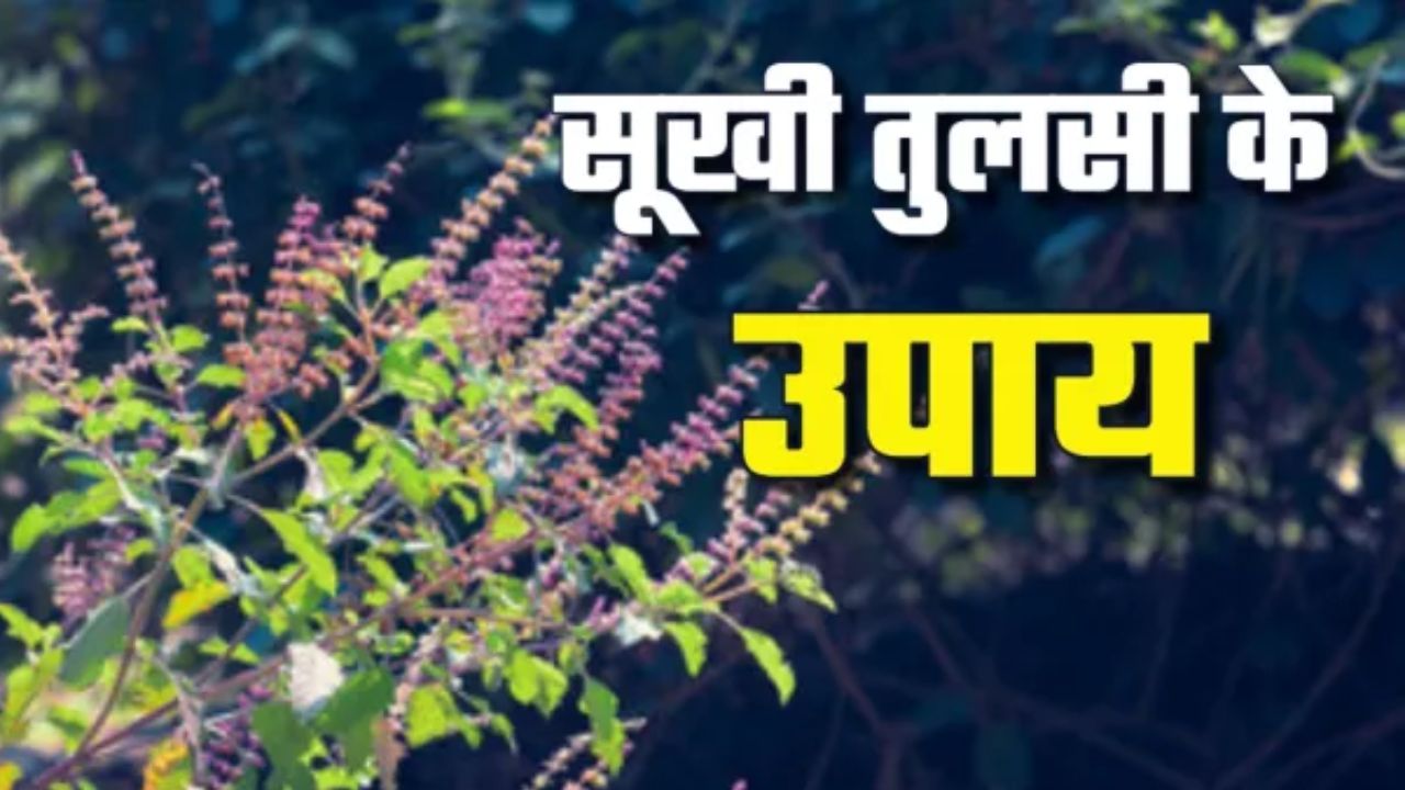 Tulsi Plant Care: तुलसी क्यों सूख जाती है? जानें धार्मिक और वैज्ञानिक कारण, साथ ही आसान उपाय Tulsi Plant Care