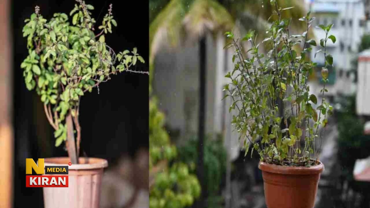 Tulsi Plant Care