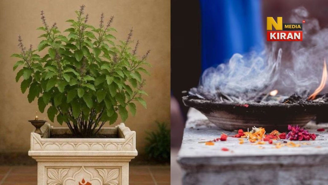 Tulsi Pujan Diwas 2025: तुलसी से जुड़ी ये गलतियां कभी न करें, वरना घर में आ सकती है दरिद्रता Tulsi Pujan Diwas 2025