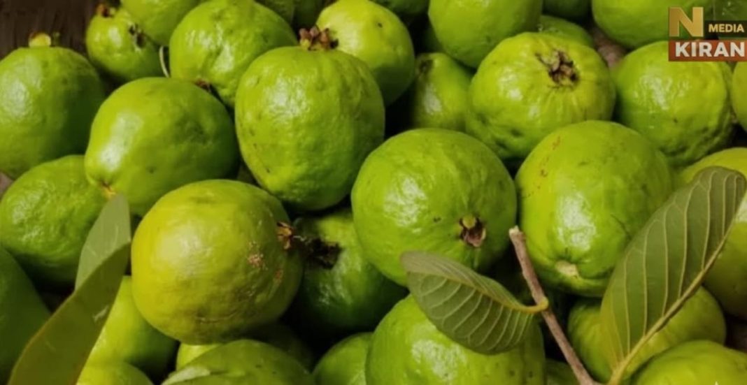 अमरूद खाने के फायदे: एक फल, कई गुण, सेहत के लिए क्यों है सबसे बेहतर सुपर फ्रूट
