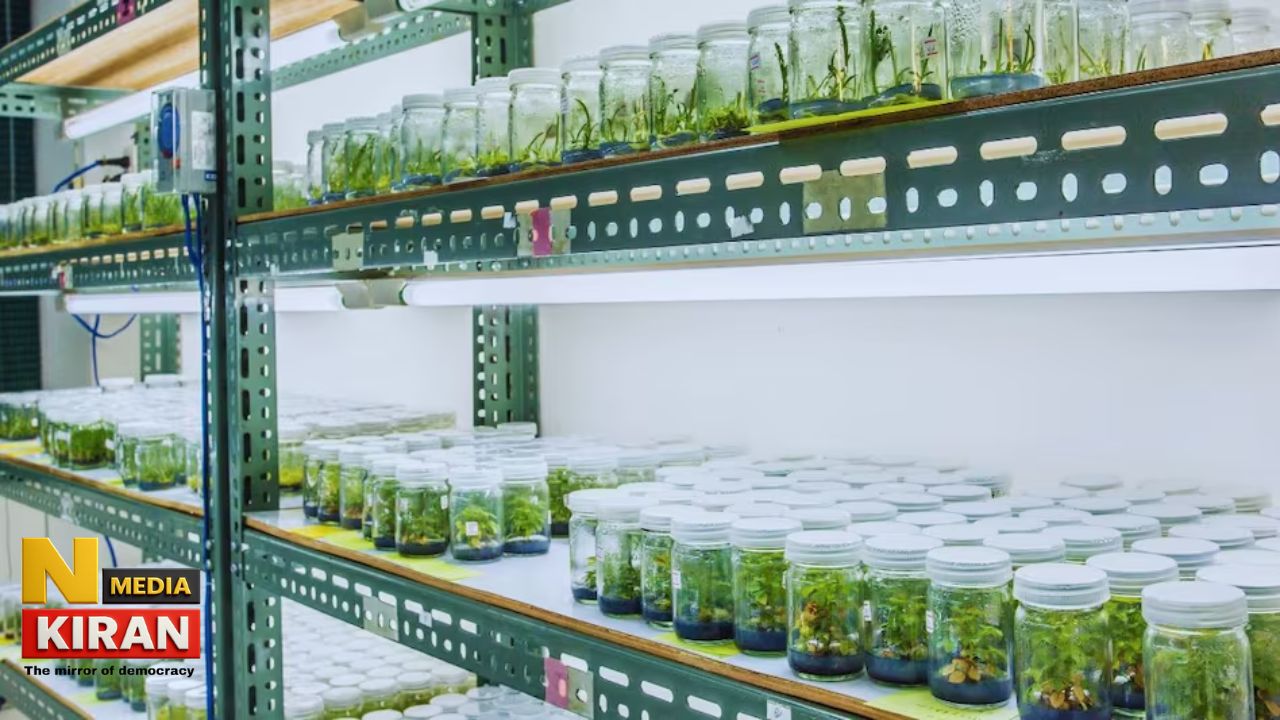 Bihar News - Tissue Culture