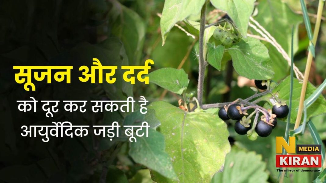 Makoy Benefits In Hindi