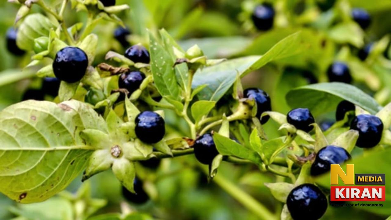 Makoy Benefits In Hindi