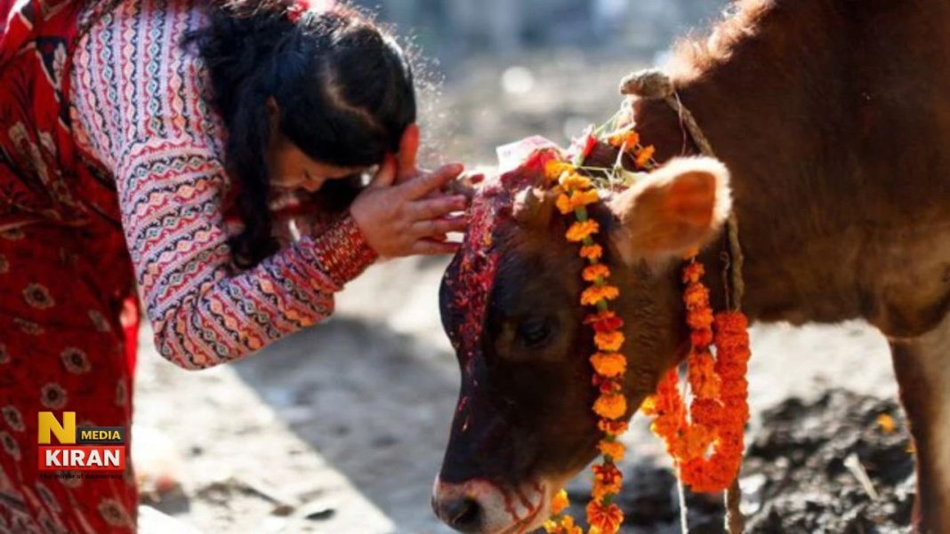 Importance of Gau Seva
