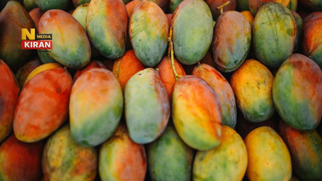 FSSAI Mango Rule: कहीं आप भी तो नहीं खा रहे जहर? FSSAI की चेतावनी, ऐसे पहचानें केमिकल से पकाए गए आम FSSAI Mango rule