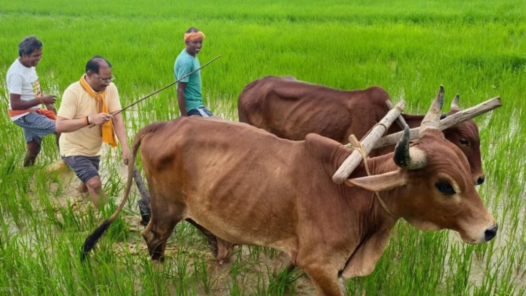 Chhattisgarh News: बैलों के साथ खेत में उतरे सीएम विष्णु देव साय, गृहग्राम बगिया में हल चलाकर की बियासी; किसानों और माटी से जुड़ाव का दिया संदेश Chhattisgarh News