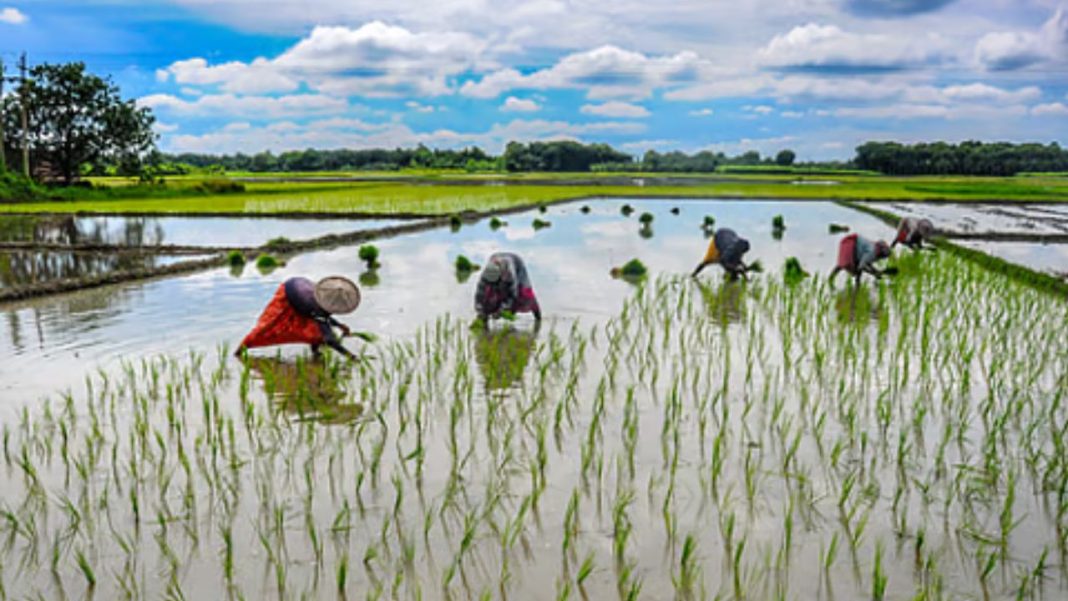 Crop Insurance Registration Deadline Extended: खरीफ फसल बीमा पंजीकरण की समयसीमा बढ़ी, किसानों को 31 तारीख तक मौका, पीएम फसल बीमा योजना में बड़ा बदलाव Crop Insurance Registration Deadline Extended